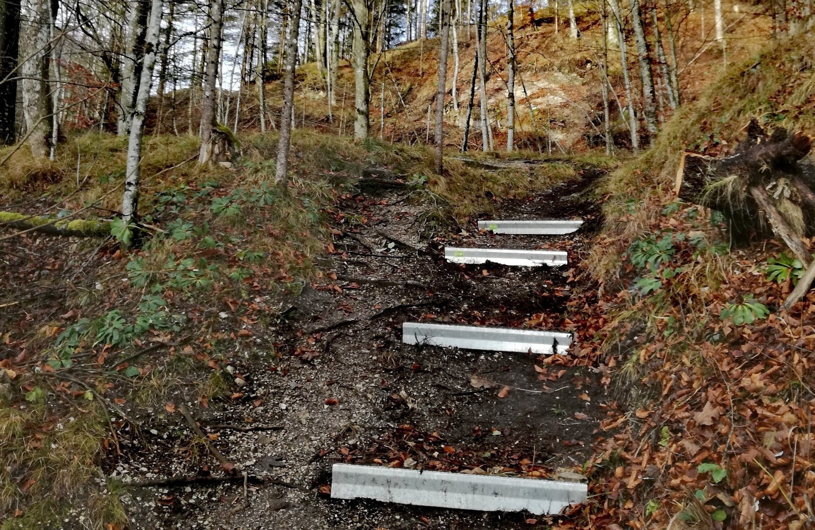 Wanderweg im Wald - Alpineisen Gams