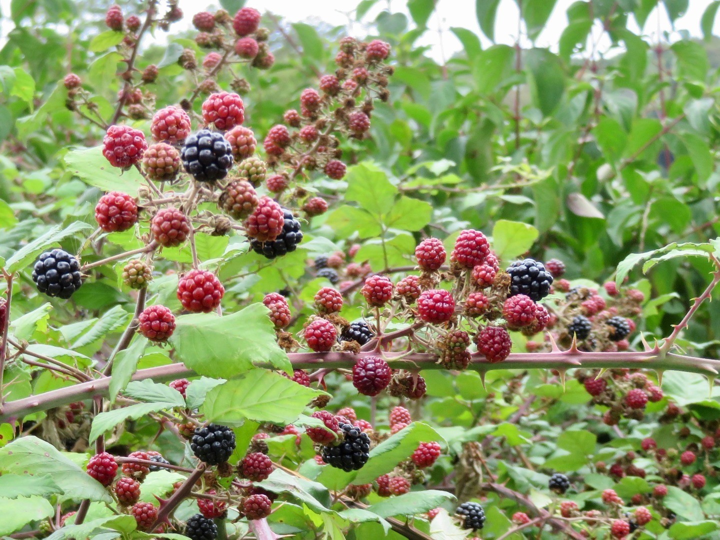 Brombeeren 