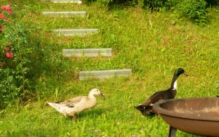 Gams im Garten