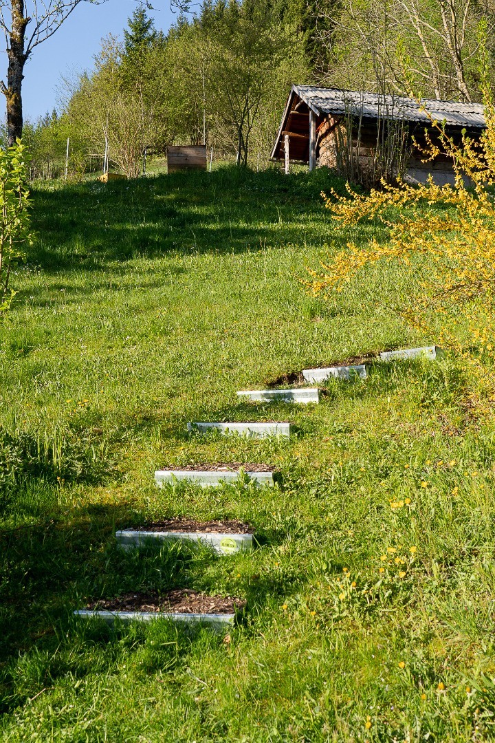 Alpineisen-Gams macht die Böschung zugänglich.