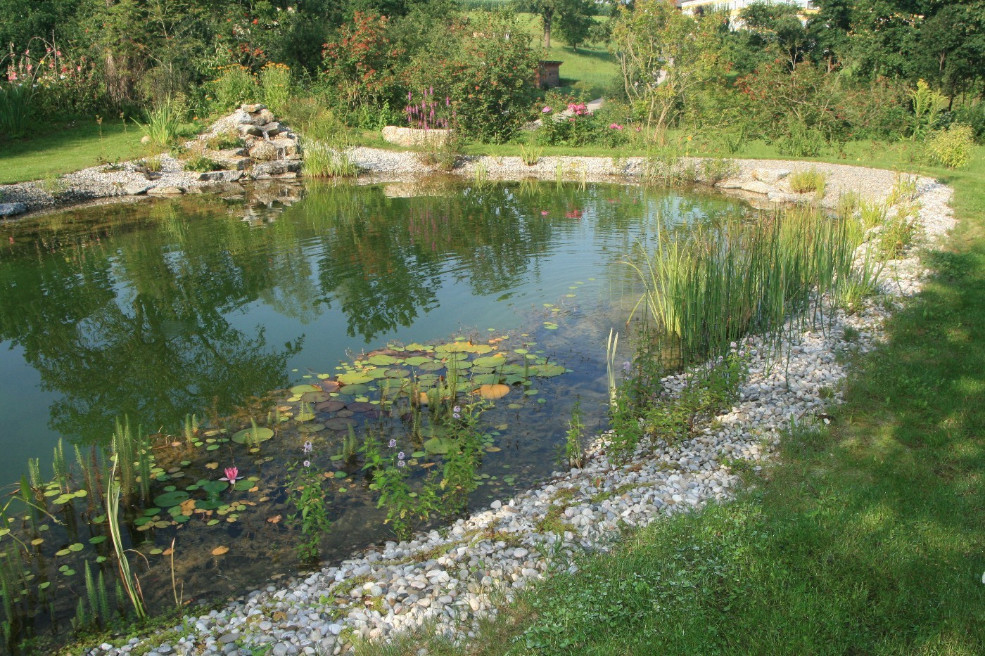 Der naturnahe klassische Schwimmteich