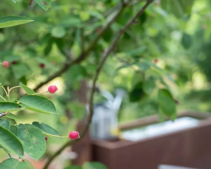 Felsenbirne Wasser Corten Stahl Steinmauer privat Garten G