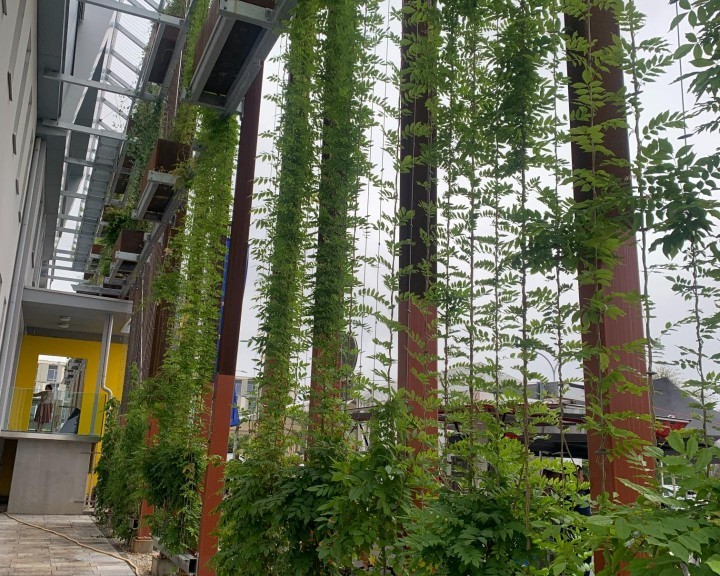 Wartungsgang Fassadenbegrünung BH Neunkirchen