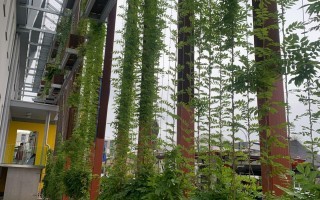 Wartungsgang Fassadenbegrünung BH Neunkirchen