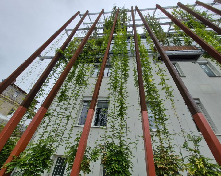 grüne Fassade Kletterpflanzen BH Neunkirchen