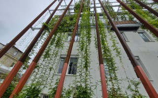 grüne Fassade Kletterpflanzen BH Neunkirchen