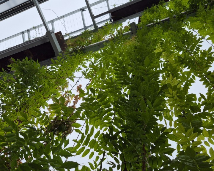 Innenansicht grüne Fassade Kletterpflanzen BH Neunkirchen