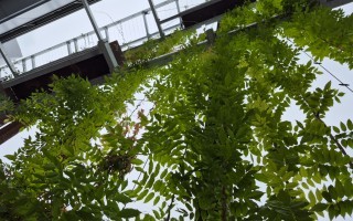 Innenansicht grüne Fassade Kletterpflanzen BH Neunkirchen