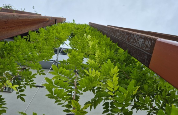 grüne Fassade Kletterpflanzen BH Neunkirchen