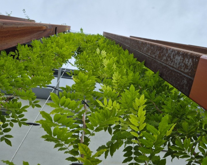 grüne Fassade Kletterpflanzen BH Neunkirchen