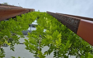 grüne Fassade Kletterpflanzen BH Neunkirchen