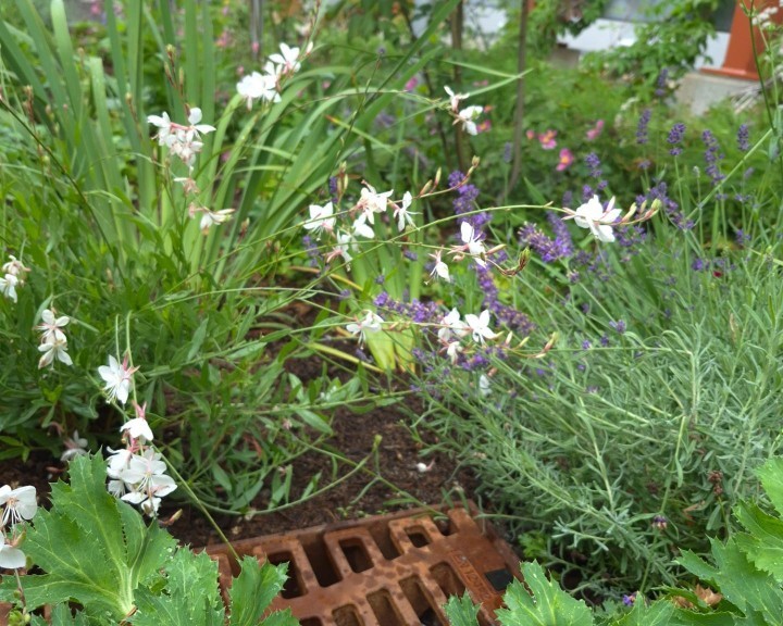 Einlaufschacht Schwammstadt Sickerbeet