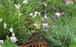 Einlaufschacht Schwammstadt Sickerbeet