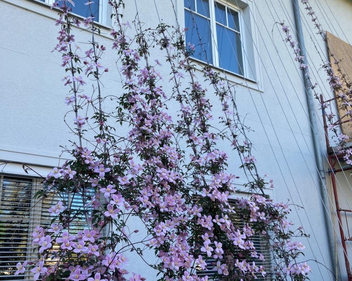 Kletterpflanzen IKW Amstetten Blüten Clematis