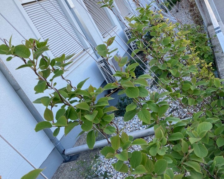 Kletterpflanzen IKW Amstetten