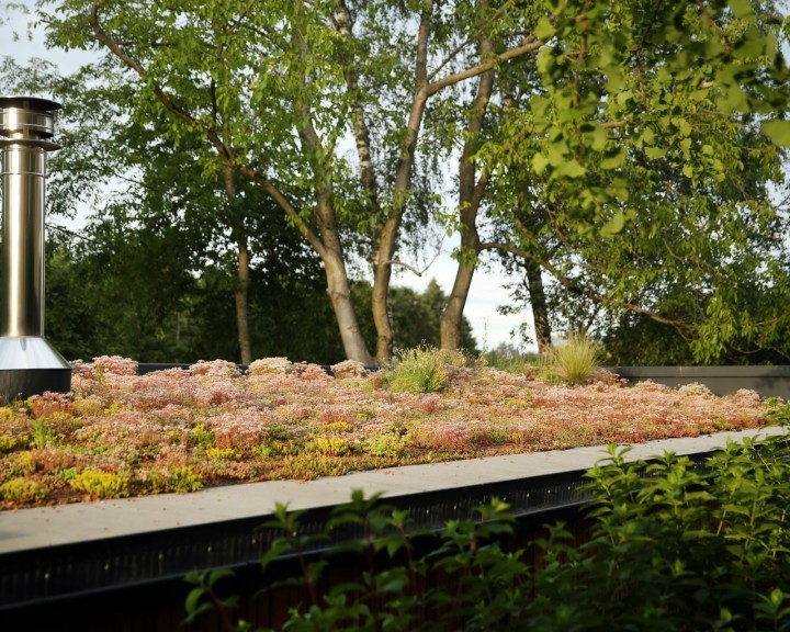 Extensive Dachbegrünung privat Garten G