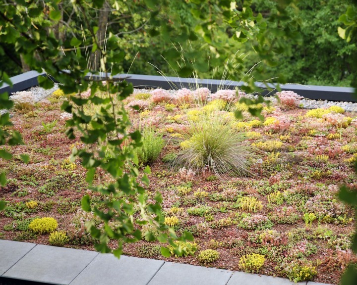 Extensive Dachbegrünung privat Garten G
