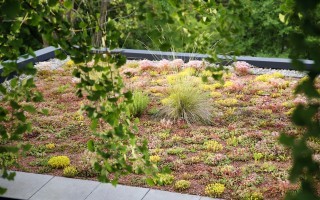 Extensive Dachbegrünung privat Garten G