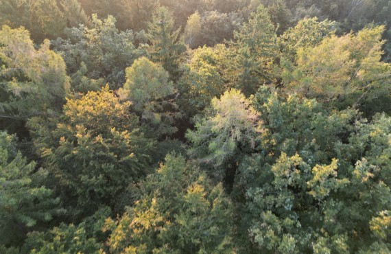 Luftbild Wald möglicher Standort ASZ Amstetten