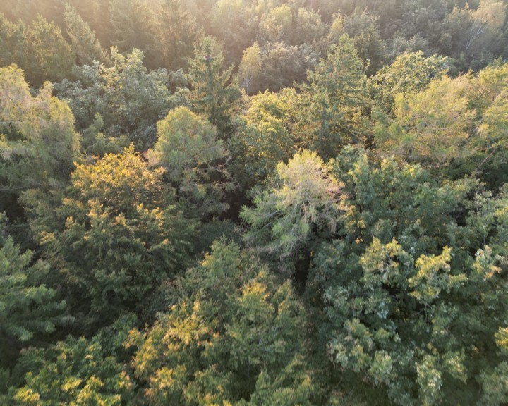 Luftbild Wald möglicher Standort ASZ Amstetten