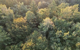 Luftbild Wald möglicher Standort ASZ Amstetten