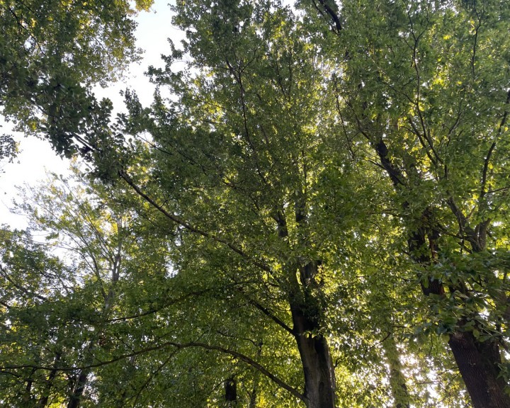 Foto Wald möglicher Standort ASZ Amstetten