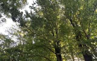 Foto Wald möglicher Standort ASZ Amstetten