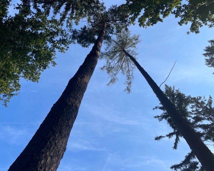 Foto Wald möglicher Standort ASZ Amstetten
