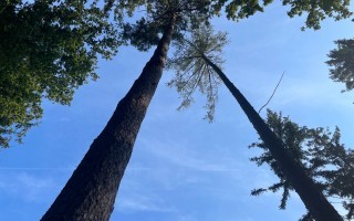 Foto Wald möglicher Standort ASZ Amstetten