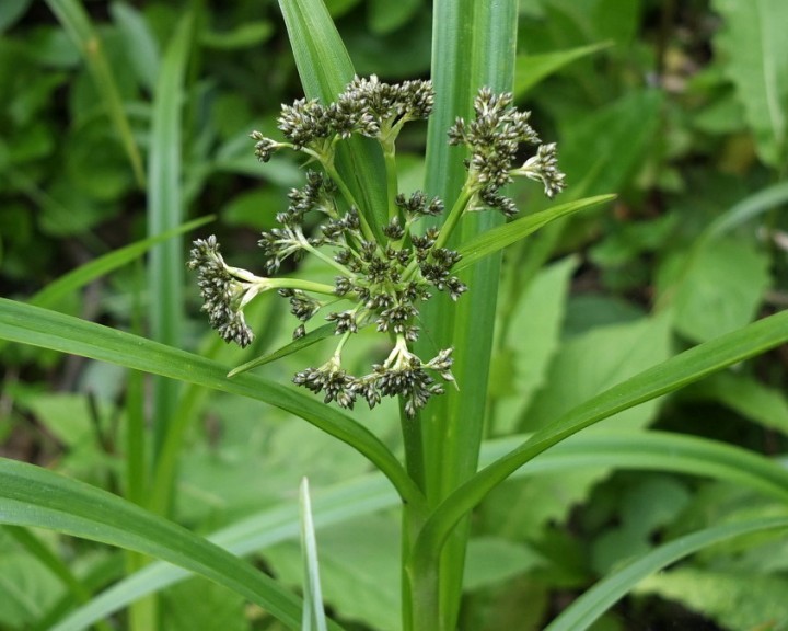 Arten Aufnahmen Lebensraum Standort Gutachten Parkplatzerweiterung Haag