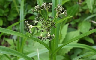 Arten Aufnahmen Lebensraum Standort Gutachten Parkplatzerweiterung Haag
