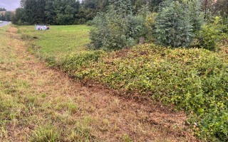 Arten Aufnahmen Lebensraum Standort Gutachten Parkplatzerweiterung Haag