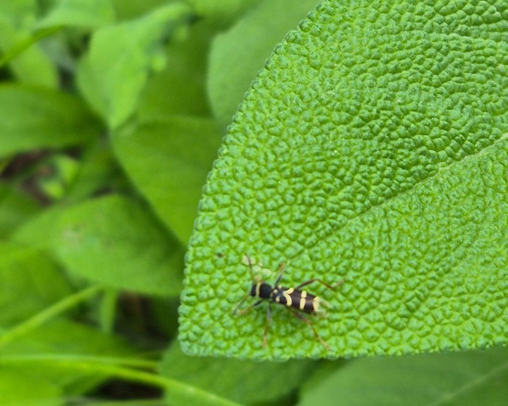 Insekt Bienenweg Lehrpfad Waidhofen an der Ybbs