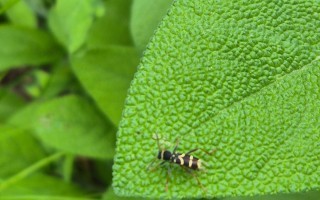Insekt Bienenweg Lehrpfad Waidhofen an der Ybbs