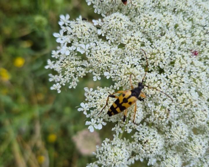 Bockkäfer Wildemöhre  Bienenweg Lehrpfad Waidhofen an der Ybbs