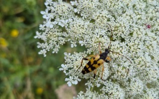 Bockkäfer Wildemöhre  Bienenweg Lehrpfad Waidhofen an der Ybbs
