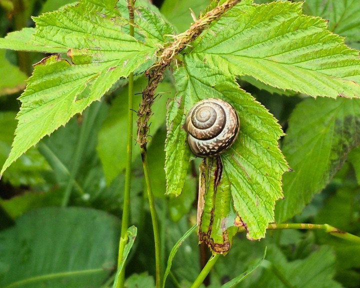 Schnecke Bienenweg Lehrpfad Waidhofen an der Ybbs