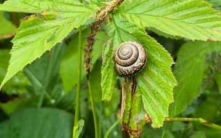 Schnecke Bienenweg Lehrpfad Waidhofen an der Ybbs