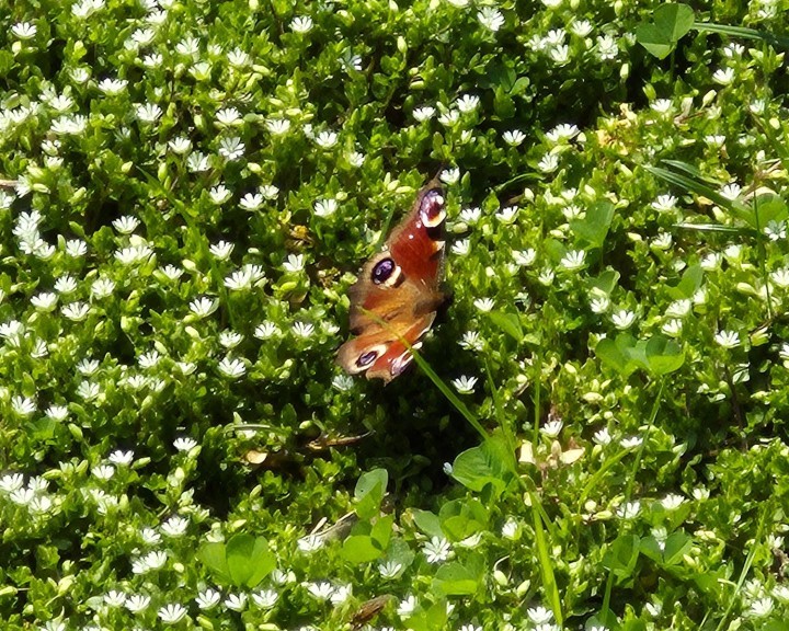 Tagpfauenauge Bienenweg Lehrpfad Waidhofen an der Ybbs