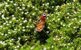 Tagpfauenauge Bienenweg Lehrpfad Waidhofen an der Ybbs