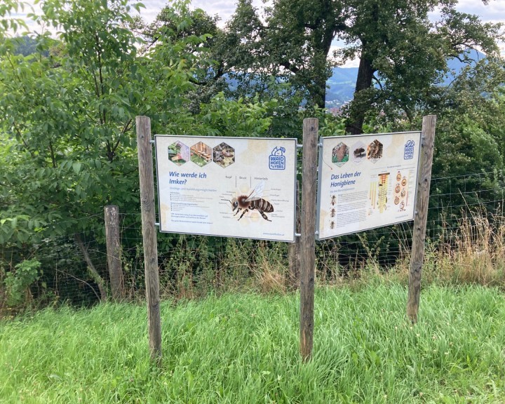 Lehrtafel Bienenweg Lehrpfad Waidhofen an der Ybbs
