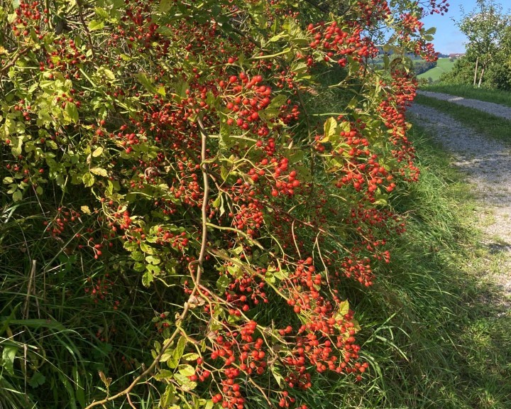 Wilde Hecke Bienenweg Lehrpfad Waidhofen an der Ybbs