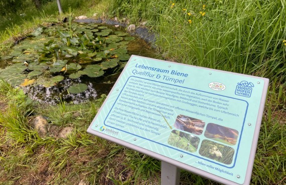 Lehrtafel Wasser Biotop Bienenweg Lehrpfad Waidhofen an der Ybbs