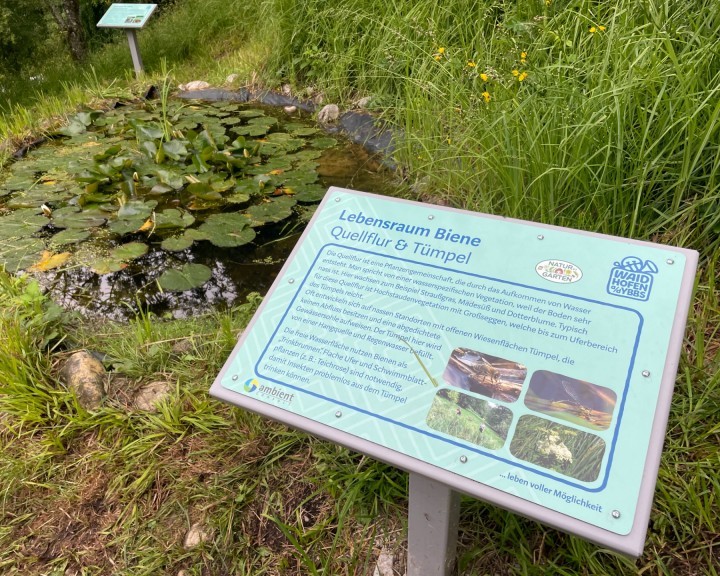 Lehrtafel Wasser Biotop Bienenweg Lehrpfad Waidhofen an der Ybbs