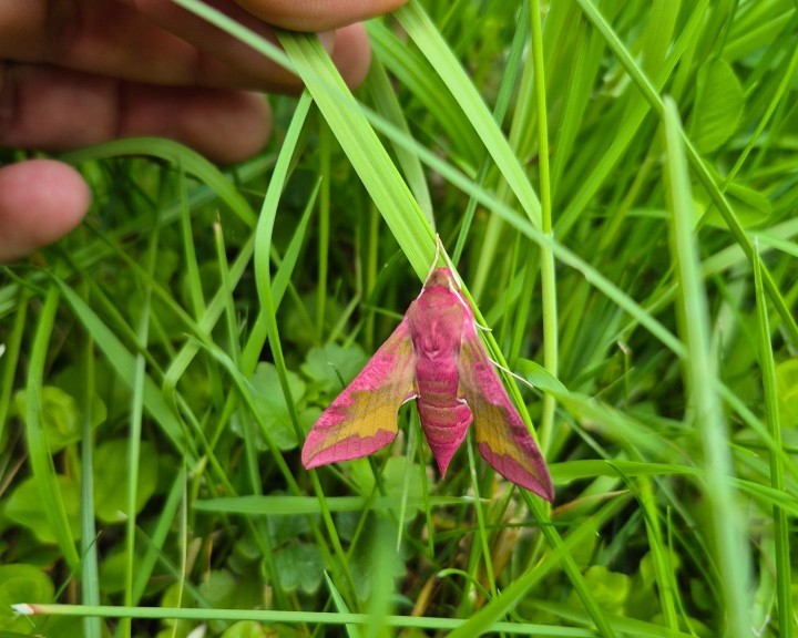 Labkrautschwärmer Bienenweg Lehrpfad Waidhofen an der Ybbs