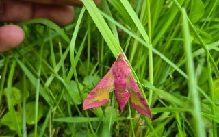Labkrautschwärmer Bienenweg Lehrpfad Waidhofen an der Ybbs