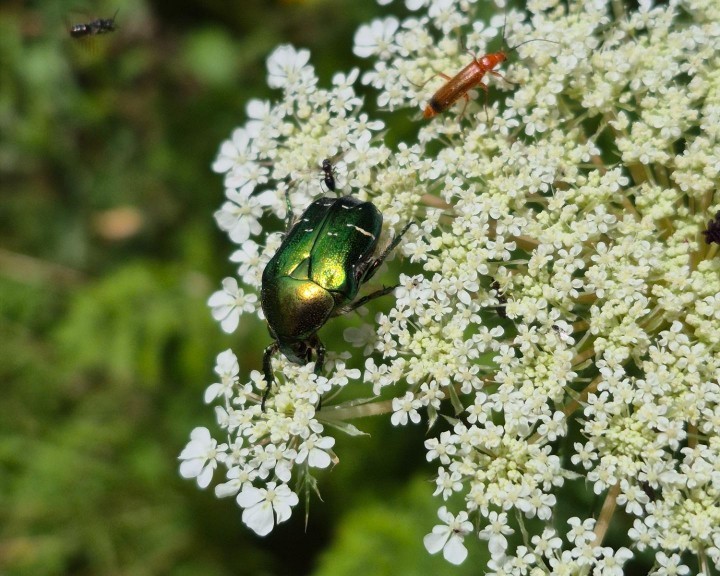 Rosenkäfer Wildermöhre Bienenweg Lehrpfad Waidhofen an der Ybbs
