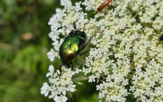 Rosenkäfer Wildermöhre Bienenweg Lehrpfad Waidhofen an der Ybbs
