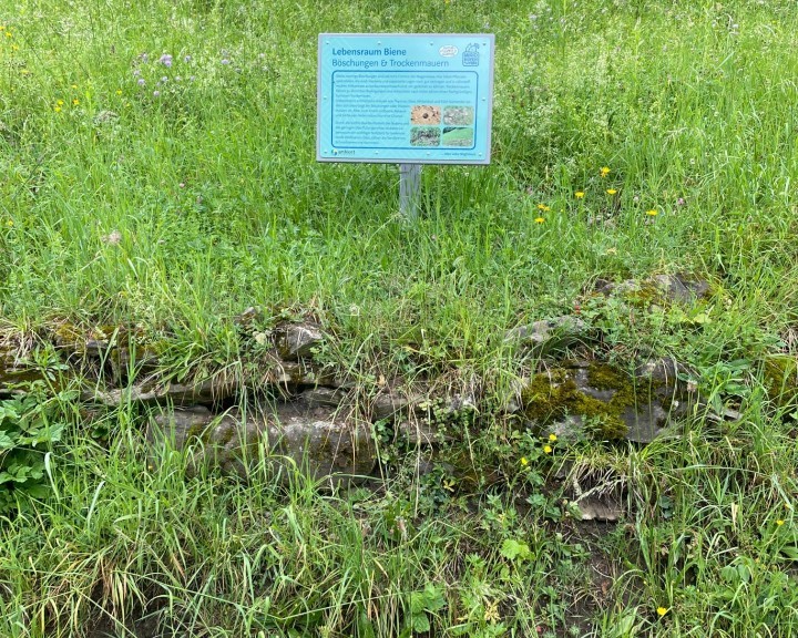 Lehrtafel Bienenweg Lehrpfad Waidhofen an der Ybbs