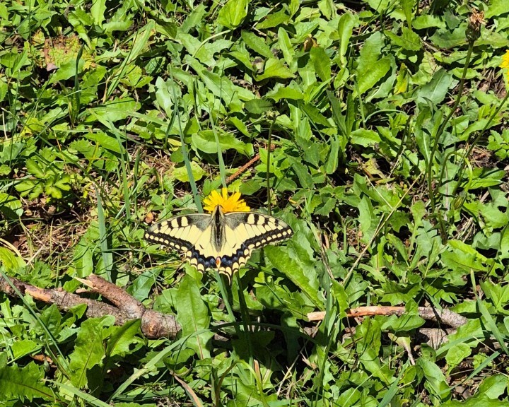 Schwalbenschwanz Bienenweg Lehrpfad Waidhofen an der Ybbs